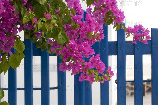 Bougainvillea