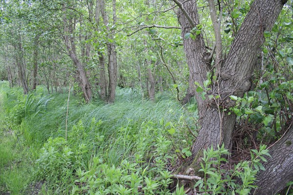 Common black alder