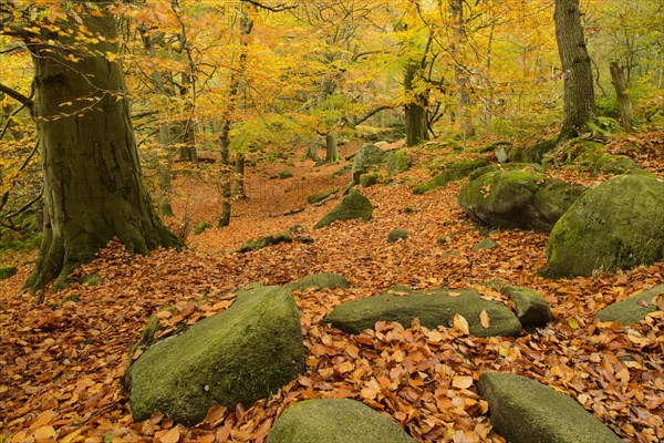 Common Beech