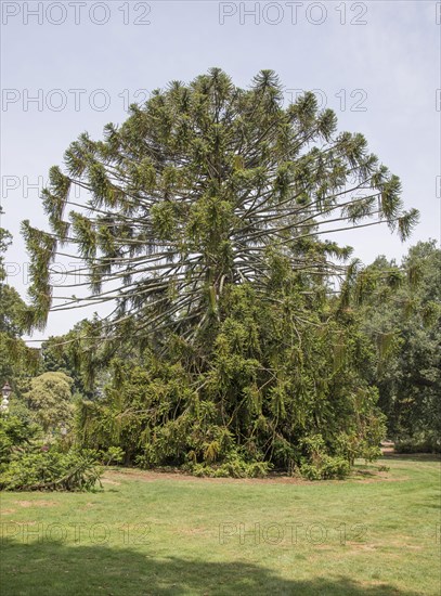 Habitus of bunya pine