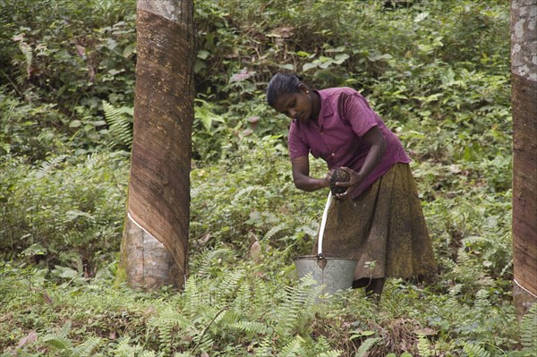 Processing latex rubber from the collection tray into a bucket. Sri Lanka