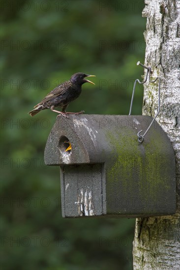 Common starling