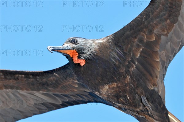 Magnificent Frigatebird