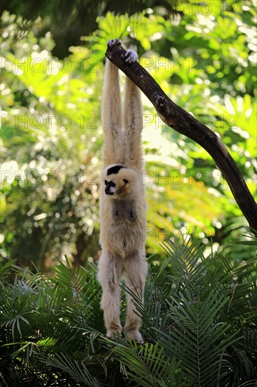 Northern white-cheeked gibbon