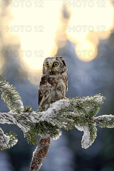 Tengmalm's owl