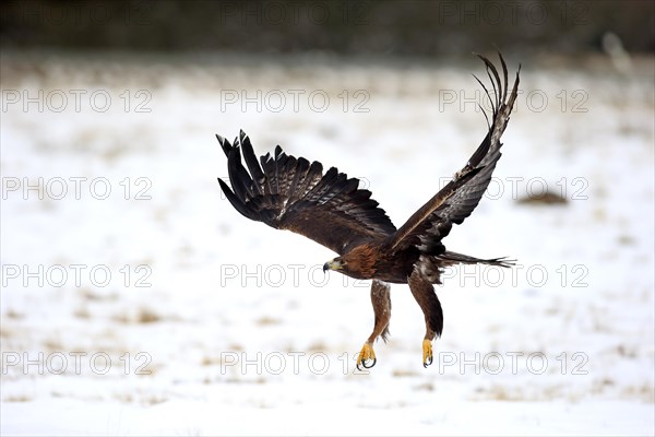 Golden eagle