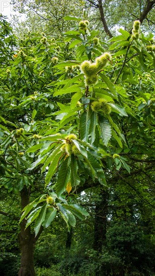 SWEET CHESTNUT