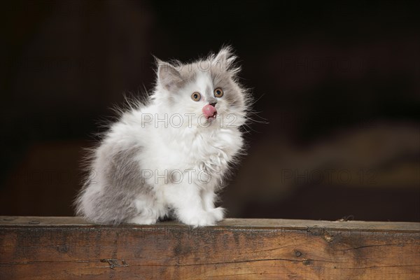 British Longhair