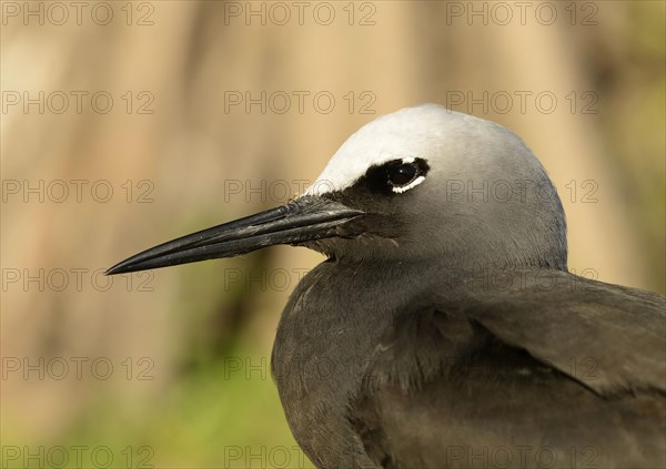 Black Noddy