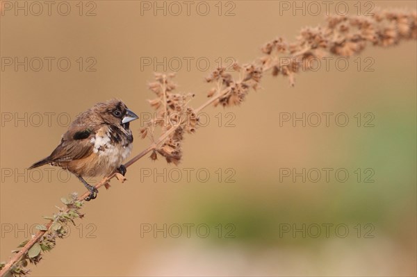 Bronze Munia