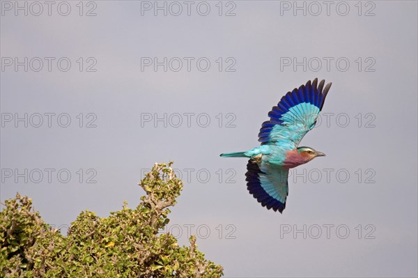 Lilac breasted roller