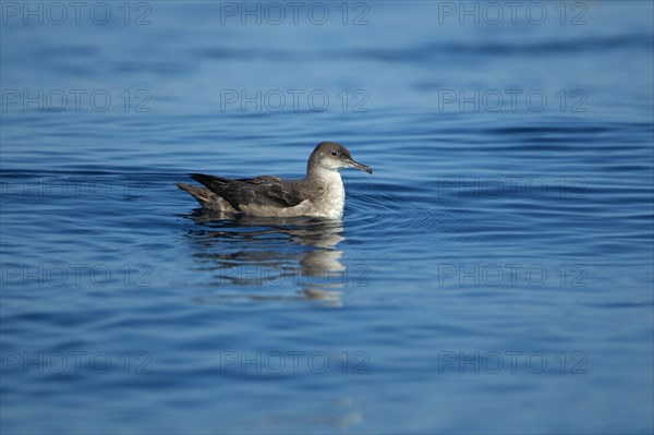 Balearic Shearwater