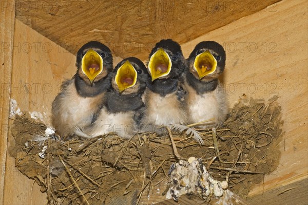 Barn Swallow