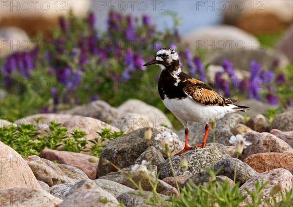 Ruddy ruddy turnstone