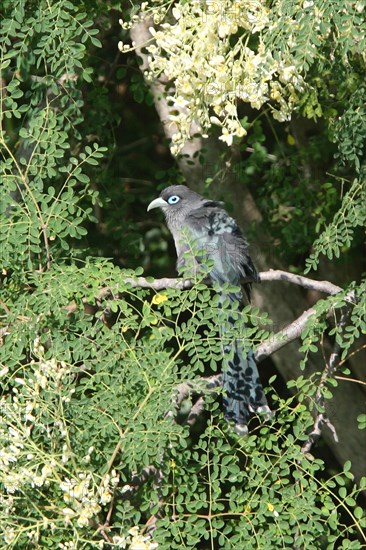 Blue-faced malkoha