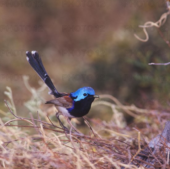 White-bellied baton