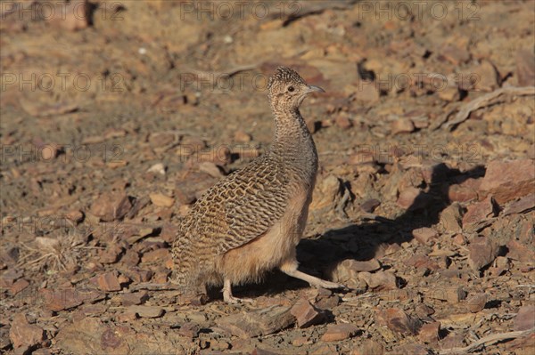 Ornate Tinamou