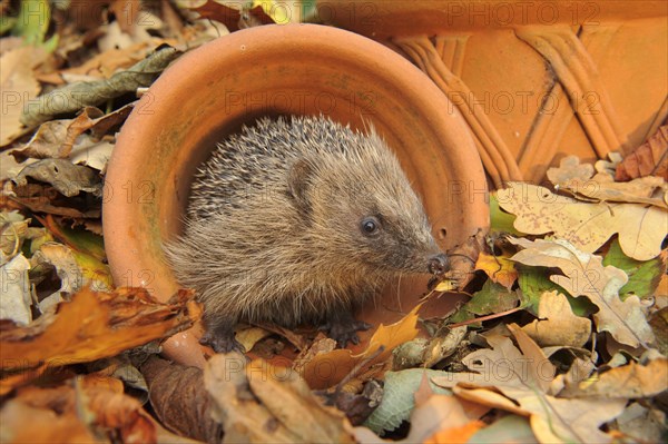 European Hedgehog