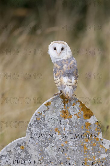 Barn Owl