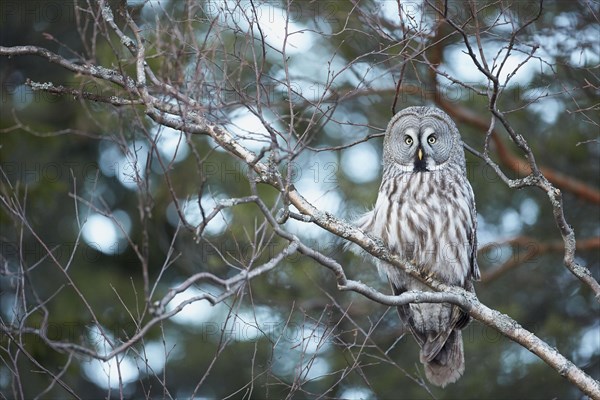 Great grey owls