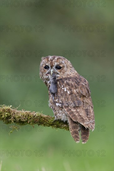 Tawny owl