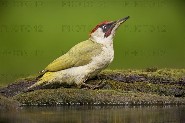 European Green Woodpecker