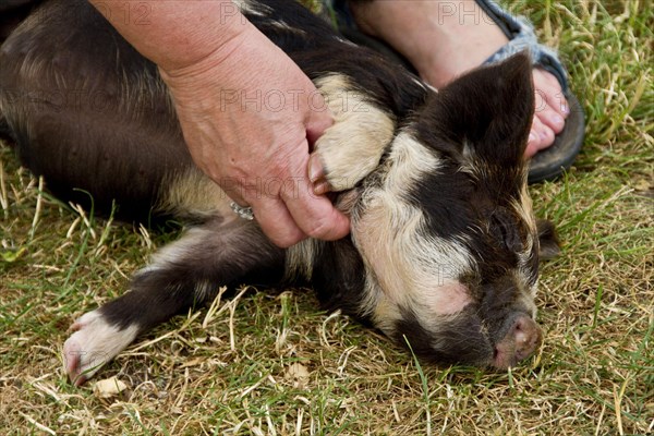 Tickling a Kune Kune Piglet