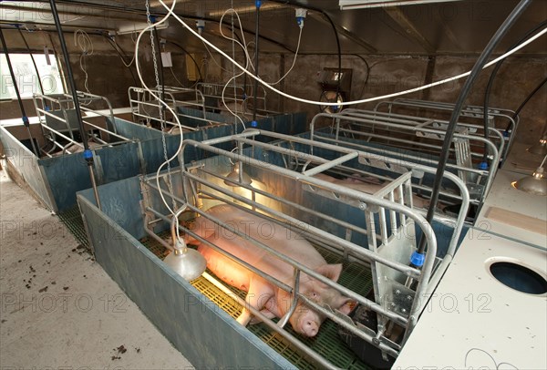 Pig farming