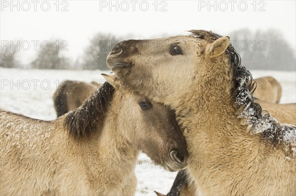 Konik horse