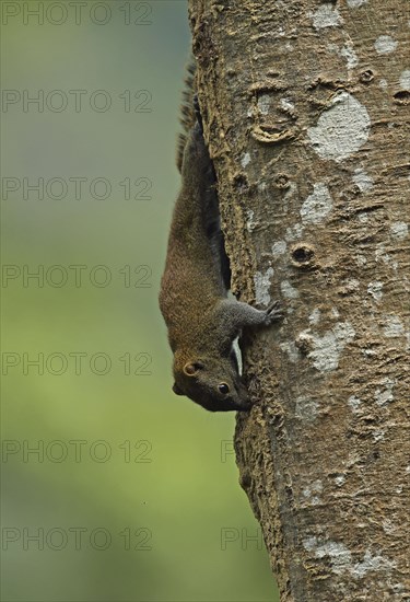 Adult grey-bellied squirrel