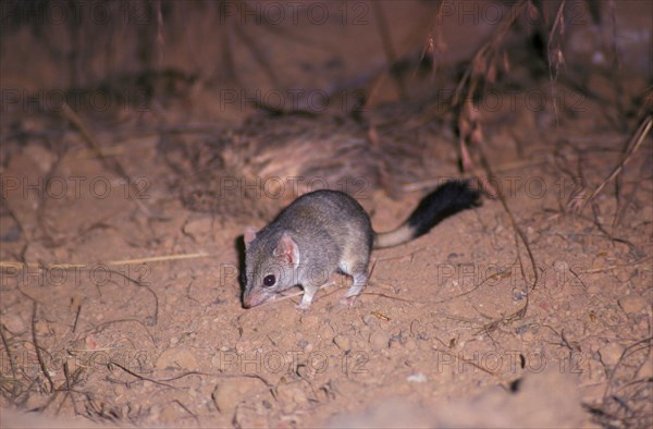 Double crested pouch mouse