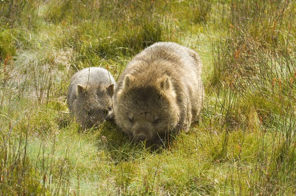 Naked-nosed wombat