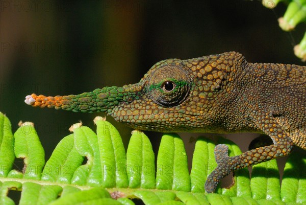 Long-nosed Chameleon