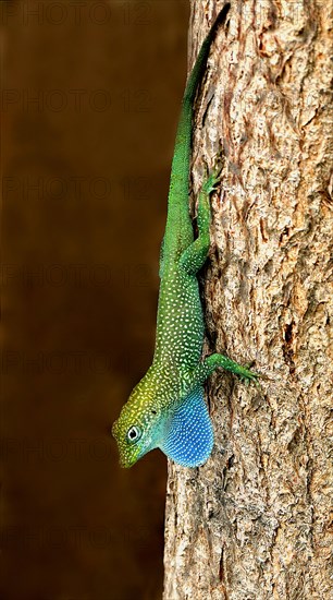 Grand Cayman blue-throated anole