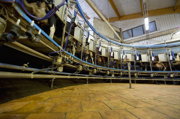 Dairy farming