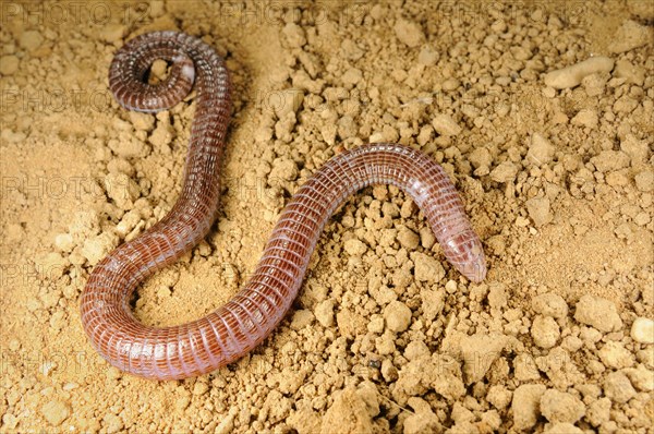 Iberian Worm Lizard