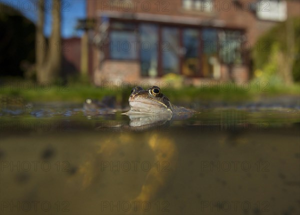 Common Frog