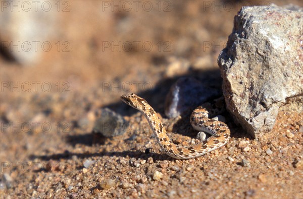 Adder