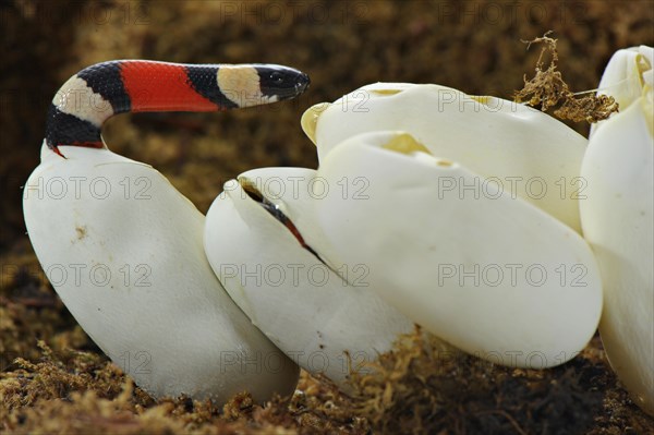 Puebla king snake