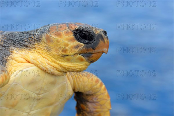 Loggerhead