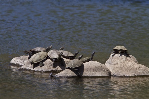 Caspian stream turtle