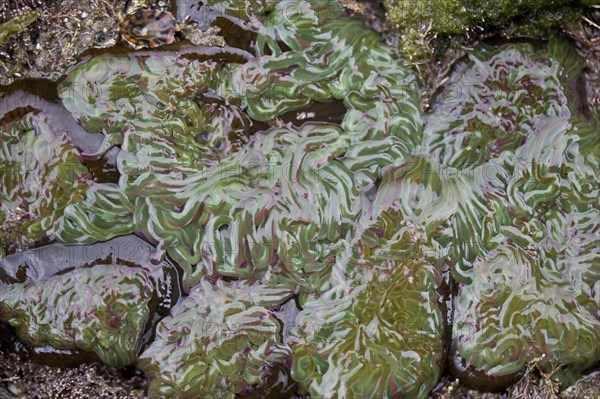 Snakelocks Anemone