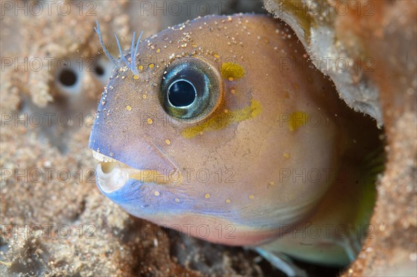 Golden blenny