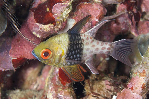 Pajama Cardinalfish