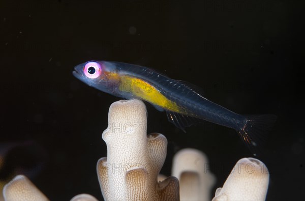 Redeye Hovering Goby