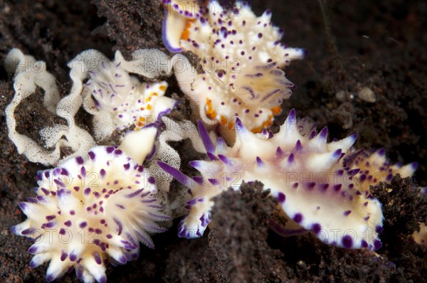 Multi-pustuled Mexichromis Nudibranch