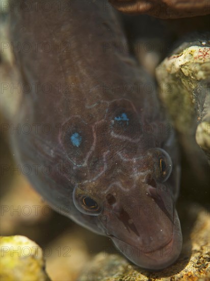 Shore clingfish