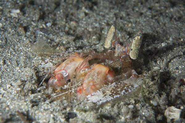 Mantis Shrimp