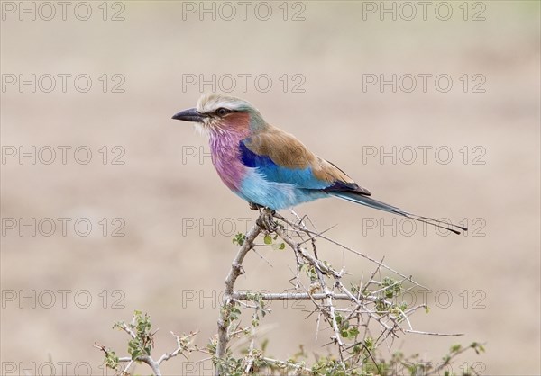 Lilac breasted roller