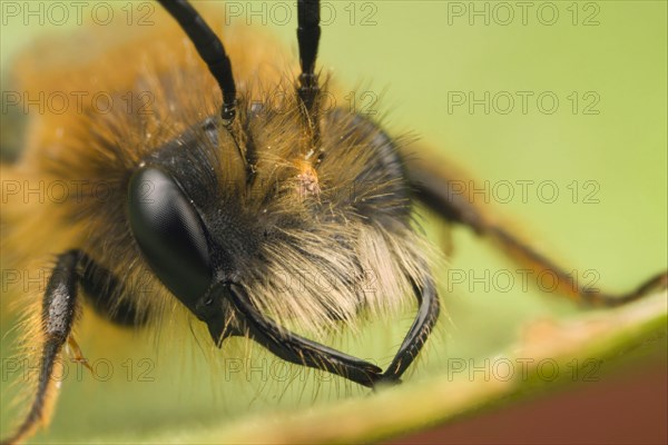 Andrena armata